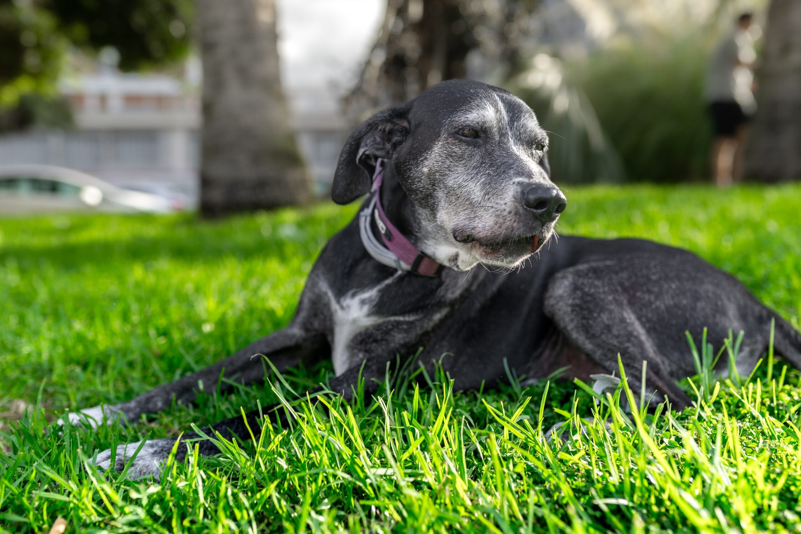 An older black dog resting peacefully on a grassy lawn under the sun - Old Dogs